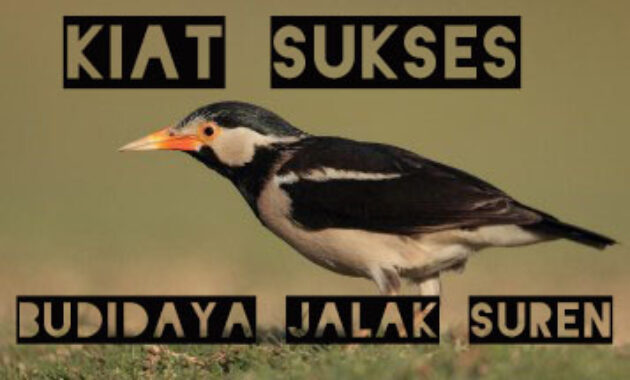 budidaya-jalak-suren