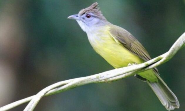 burung-cucak-jenggot