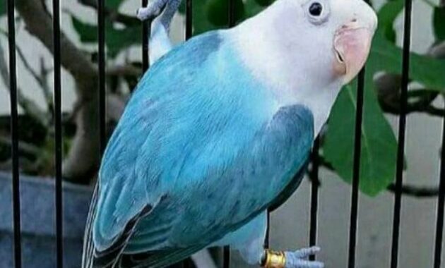 burung-lovebird