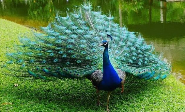 burung-merak