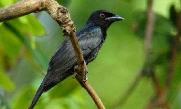 Inilah Mitos Burung Srigunting, Makanan, Harga Dan Jenisnya