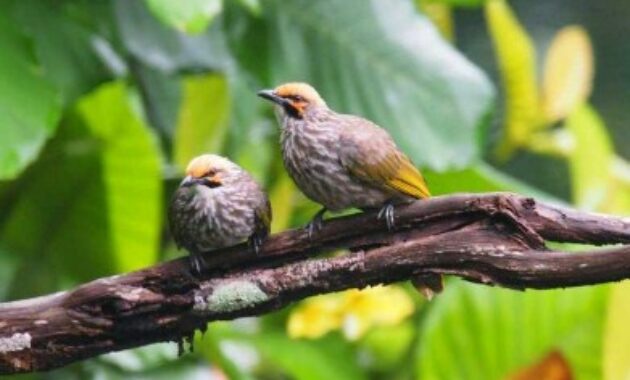 Inilah Keistimewaan Burung Cucak Rowo, Harga dan Suaranya