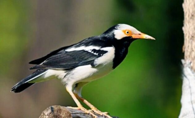 Mengenal Keistimewaan Jalak Suren, Harga dan Suara