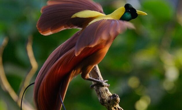 jenis-burung-indonesia