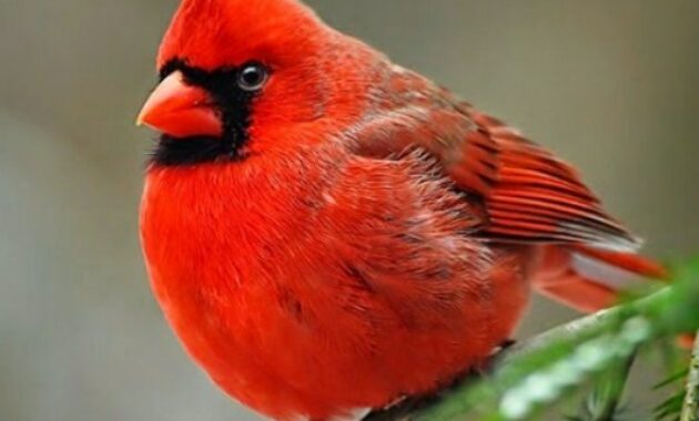 kardinal-merah