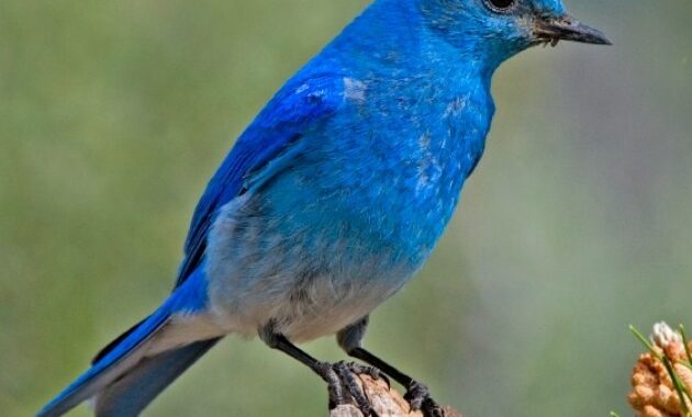 mountain-bluebird