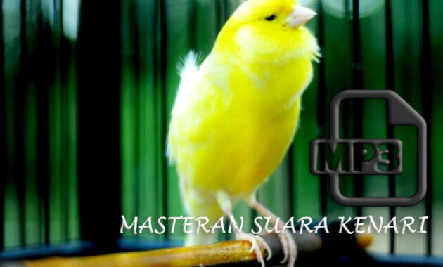 suara-kenari