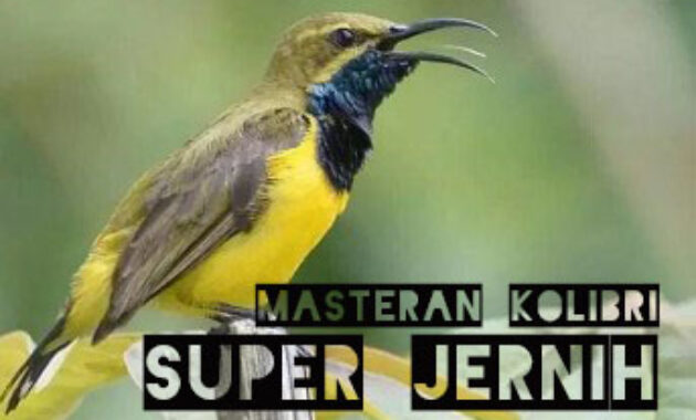 suara-kolibri