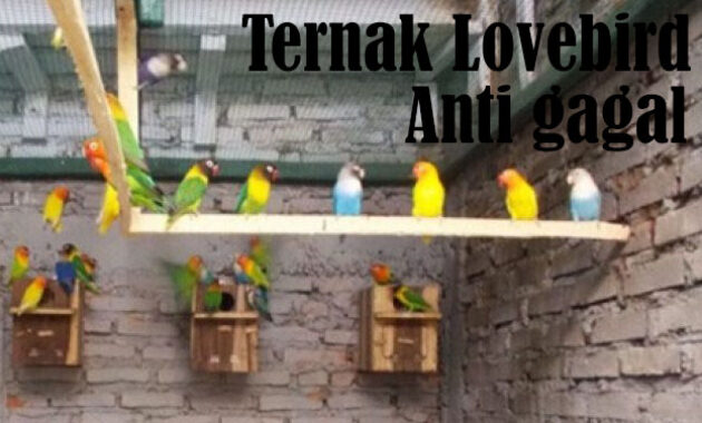 ternak-lovebird