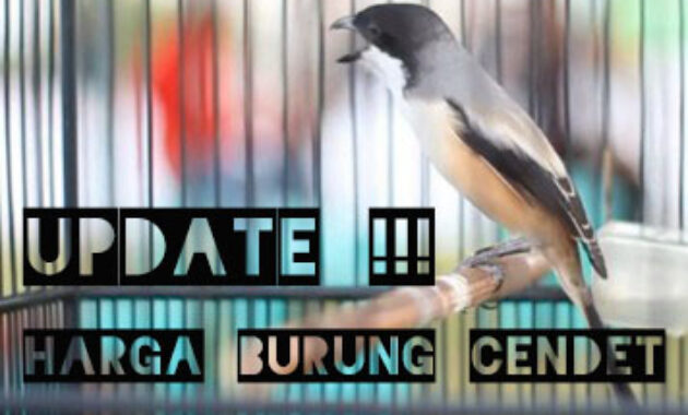 harga-burung-cendet