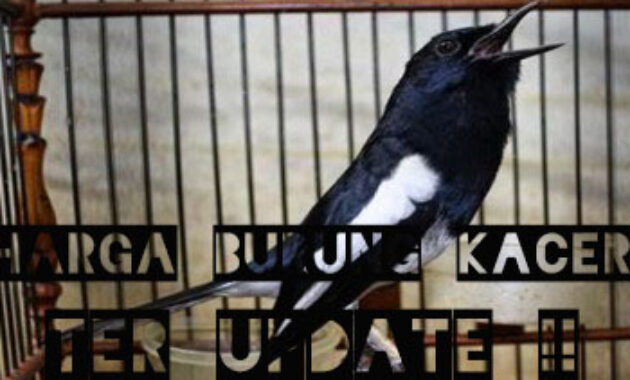 harga-burung-kacer