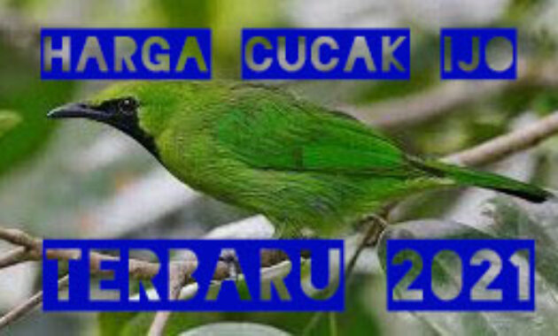 harga-cucak-ijo-mini