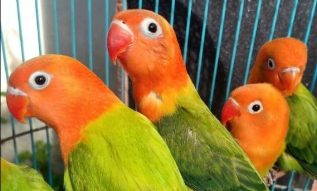harga-lovebird