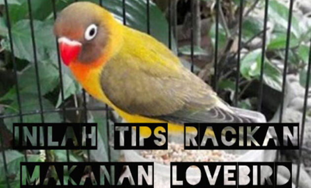 makanan-lovebird