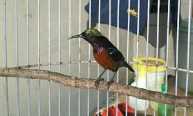 merawat-kolibri
