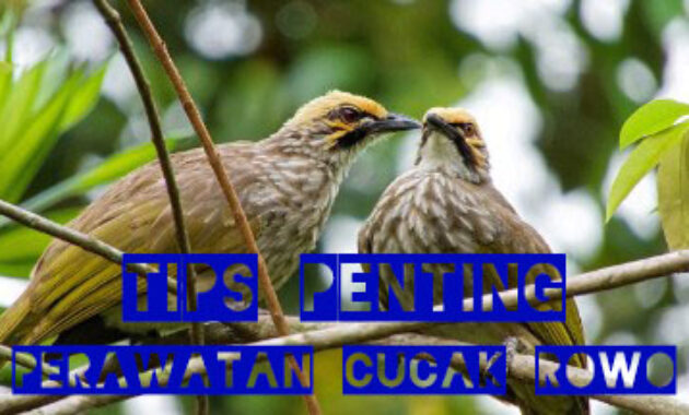 perawatan-cucak-rowo