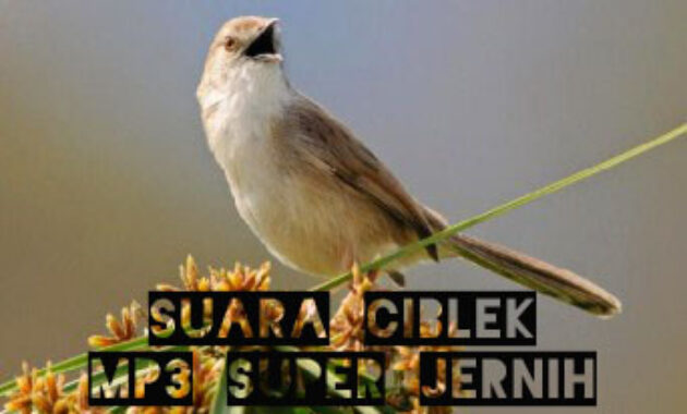 suara-ciblek
