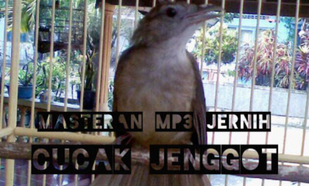 suara-cucak-jenggot