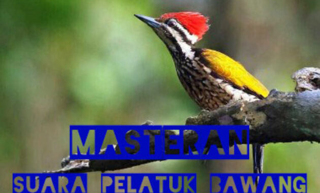 suara-pelatuk-bawang