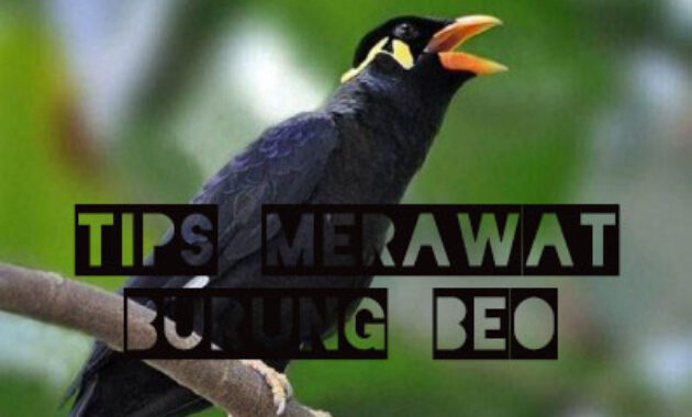 tips-merawat-beo