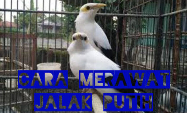 cara-merawat-jalak-putih