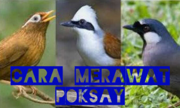 cara-merawat-poksay