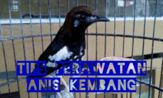 perawatan-anis-kembang