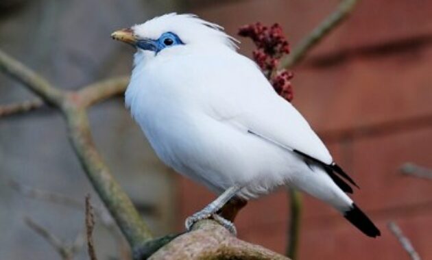 tips-merawat-jalak-bali