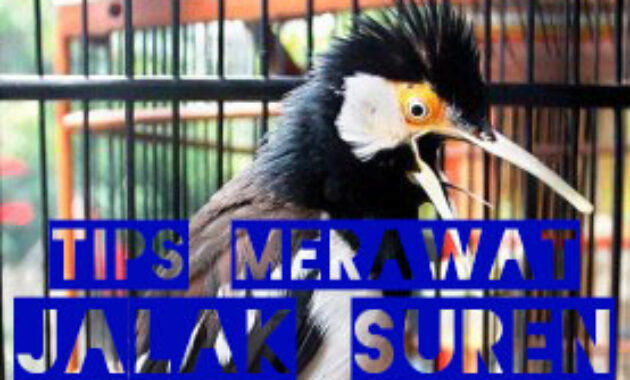 tips-merawat-jalak-suren