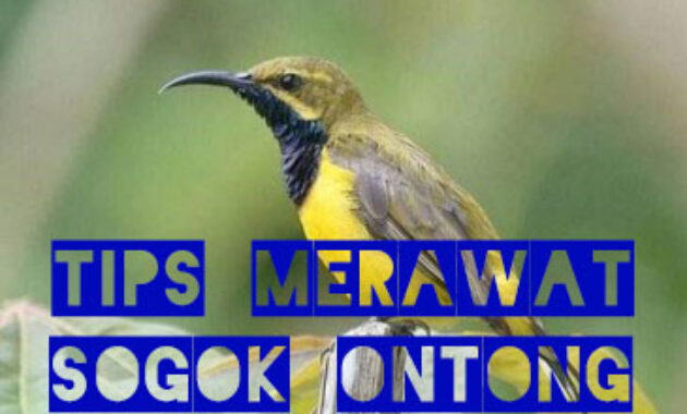 tips-merawat-sogok-ontong