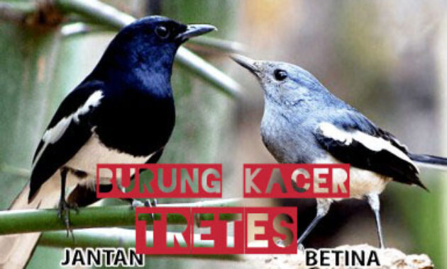 burung-kacer-tretes