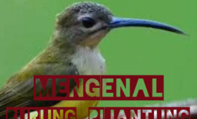 burung-pijantung