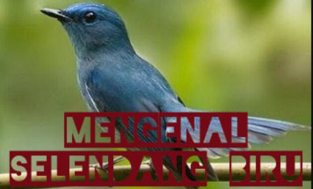 burung-selendang-biru