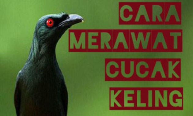 cara-merawat-burung-cucak-keling