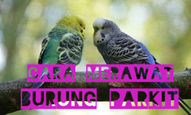 cara-merawat-parkit