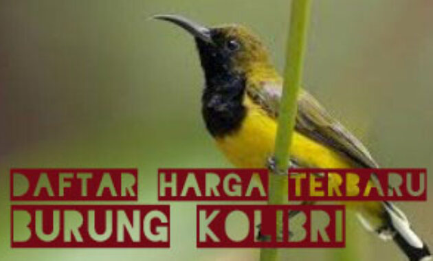 harga-burung-kolibri