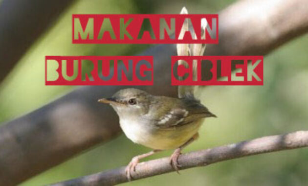 makanan-burung-ciblek