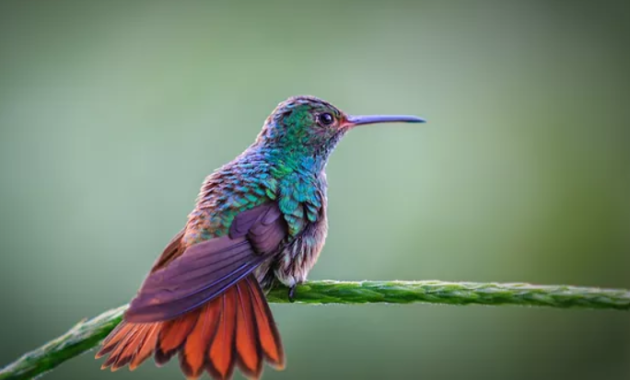 makanan-burung-kolibri