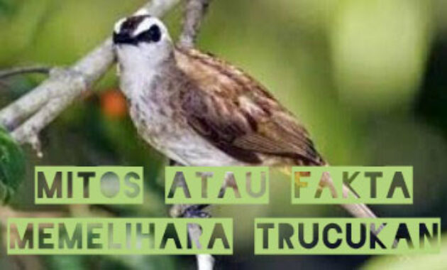 mitos-burung-trucukan
