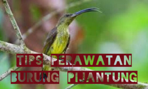 perawatan-burung-pijantung