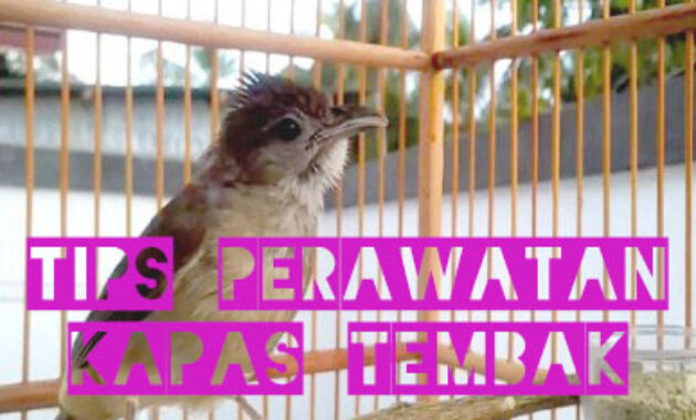 perawatan-kapas-tembak