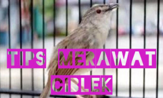 tips-merawat-ciblek