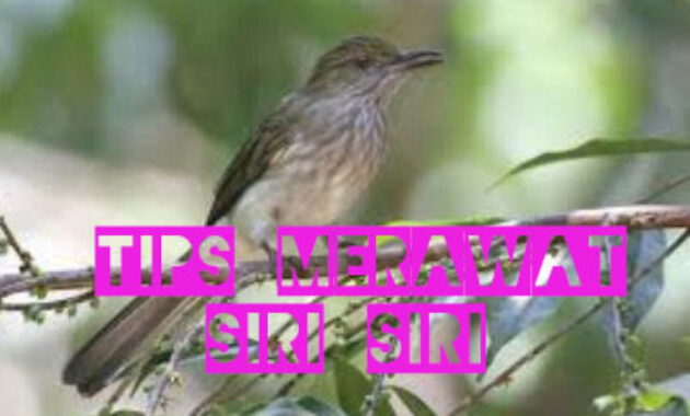 tips-merawat-siri-siri