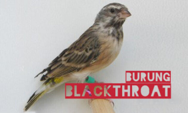 burung-blackthroat