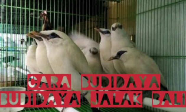 sarang-burung-jalak-bali