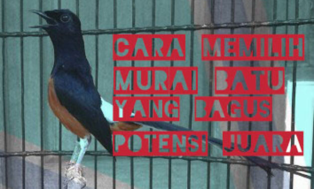 cara-memilih-murai-batu-yang-bagus