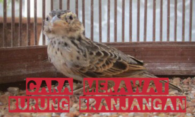 cara-merawat-burung-branjangan