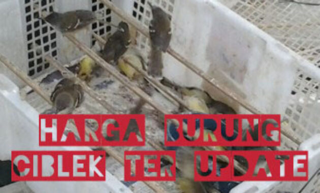 harga-burung-ciblek