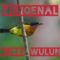 kolibri-wulung