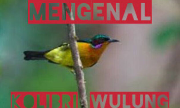 kolibri-wulung